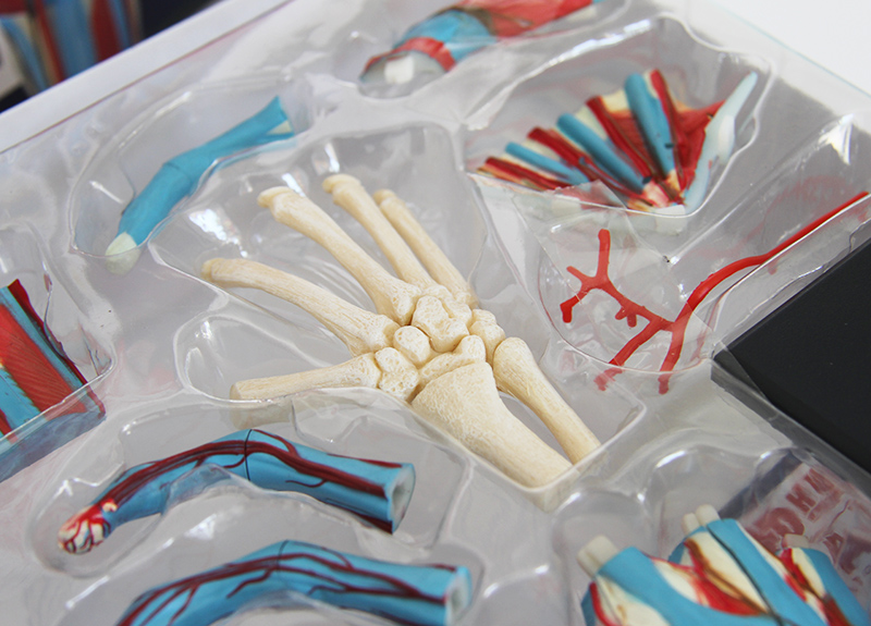 4D Master人體手掌模型 醫(yī)學教學與解剖學習的創(chuàng)新工具